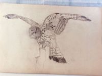 Falke Zeichnung