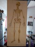 Affiche poster 82*190 cm. Le squelette, DAS skelett 1951