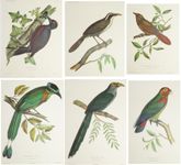 Handkolorierte Vogelbilder aus dem 19. Jahrhundert