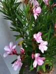 Oleander Jungpflanze "Simie", Blüte rosa-weiss gestreift