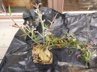 Monadenium montanum var. rubellum Steckling