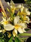 Oleander Jungpflanze "Marie Gambetta" mit gelber Blüte