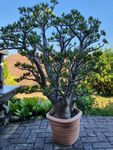 Geldbaum aus Südafrika, ca 150.cm hoch