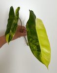 Philodendron Burle Marx Steckling