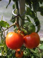 Tomaten Haus Pflanzenstäbe 4 Stück