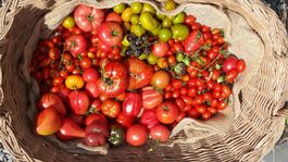 Tomaten Samen Raritäten Bio, Mix CHERRY