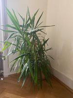 Pflanze/ Palme Yucca Palmlilie