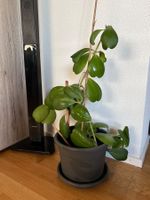 Hoya Kerrii- Herzblattpflanze