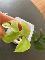 monstera minima mint variegata baby Pflanze