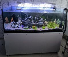 Aquarium mit Fische und Zubehör