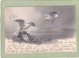 Vögel 1907