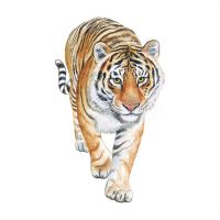 Stehender Tiger Wandtattoo 57x30 cm